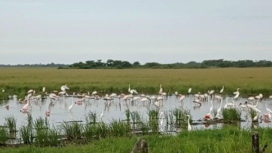 Un Amanecer Llanero Auténtico: Apartando el Ganado y Reconociendo Reses – Viviendo un Día en los Llanos (Cap. 3) - Imagen 4