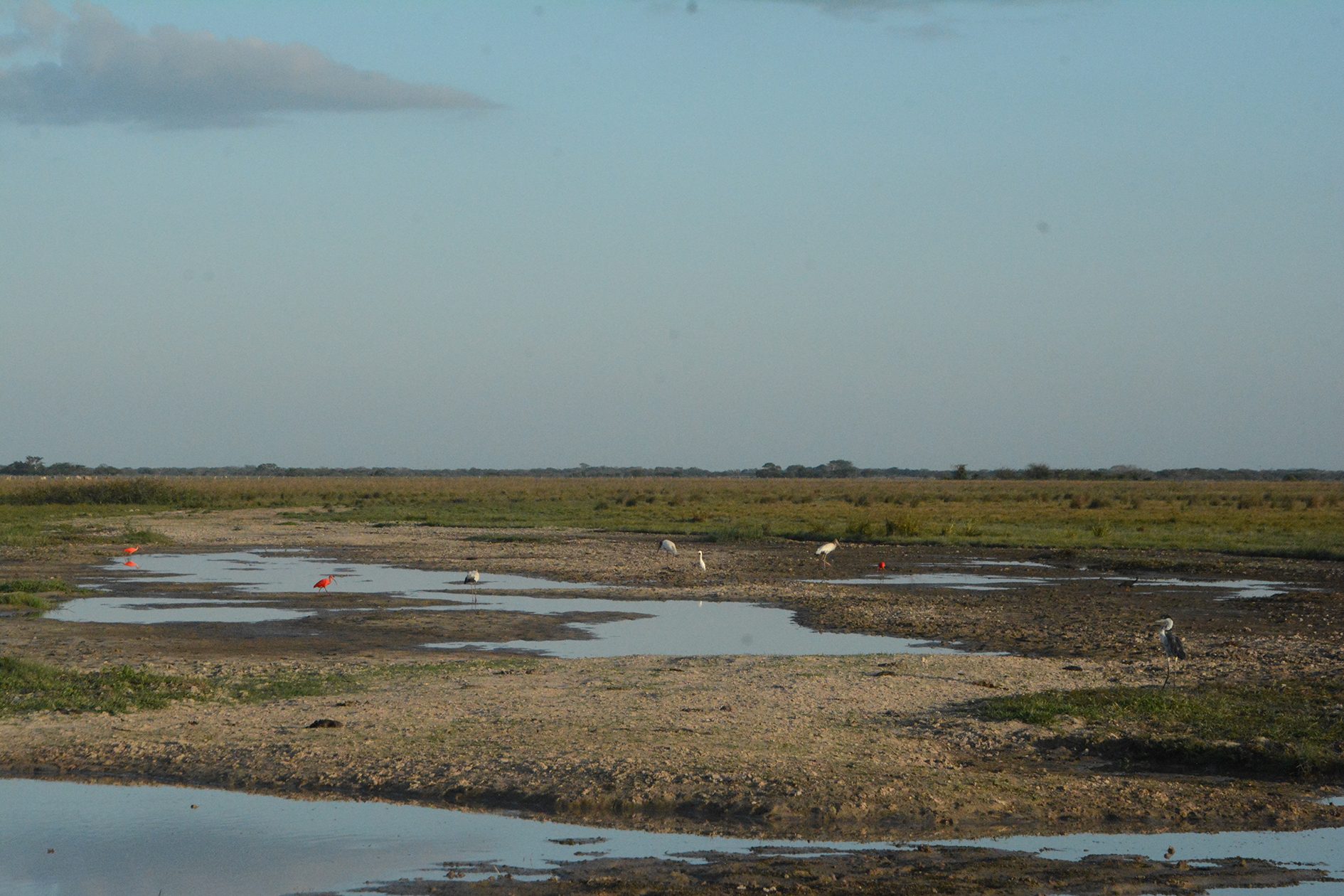 Importancia de los abrevaderos en el verano 