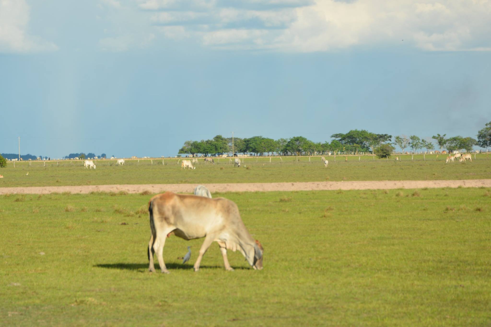 Un Amanecer Llanero Auténtico: Apartando el Ganado y Reconociendo Reses – Viviendo un Día en los Llanos (Cap. 3) - Imagen 3