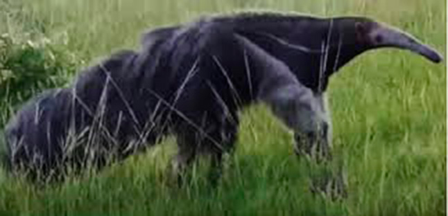 El Oso Palmero: Guardián Natural del Ecosistema