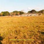 Viviendo-un-dia-en-los-llanos