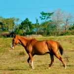 Caballo-o-mocho-viejo