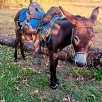 Foto-de-burro-comprimida
