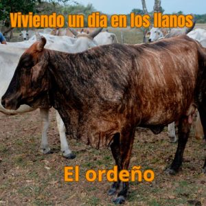 Capitulo No. 2 El Ordeño
