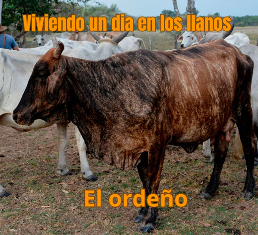 Capitulo No. 2 El Ordeño
