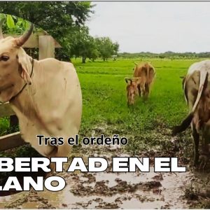 Un Amanecer Llanero Auténtico: Apartando el Ganado y Reconociendo Reses – Viviendo un Día en los Llanos (Cap. 3)
