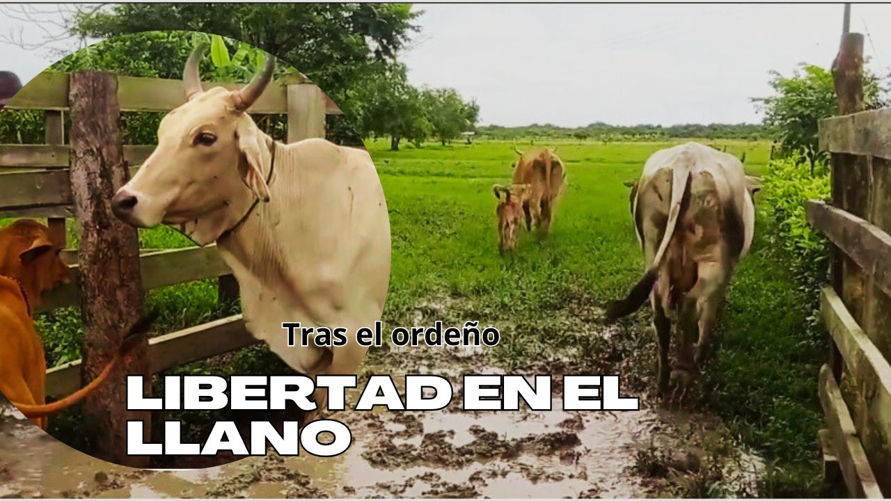 Un Amanecer Llanero Auténtico: Apartando el Ganado y Reconociendo Reses – Viviendo un Día en los Llanos (Cap. 3)