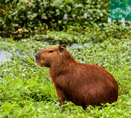 El valor de las historietas animadas en el desarrollo infantil