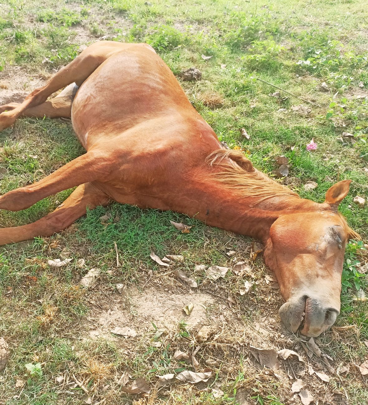 La Muerte de "Pantomina": Historia de un caballo llanero fiel